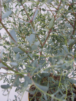 Eucalyptus gunnii France Bleu 2
